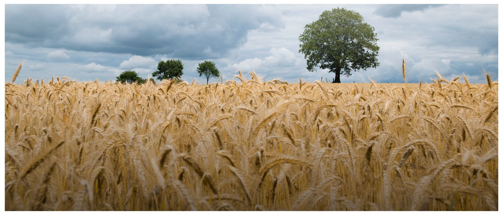 Agricultural Research can shape the future of India